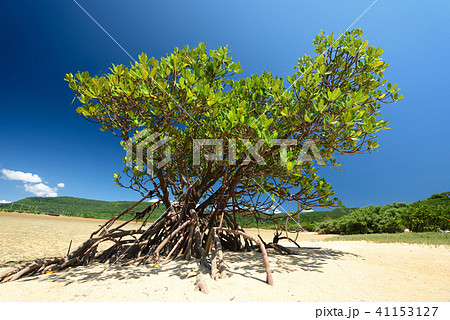 ヤエヤマヒルギ 1本 イメージ マングローブ ヤエヤマヒルギ 1本 イメージ マングローブ 41153127