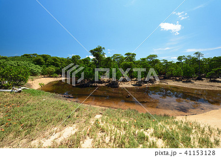 ヤエヤマヒルギ　群落　干潟　イメージ 41153128