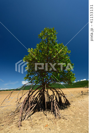 ヤエヤマヒルギ　1本　縦構図　マングローブ　イメージ 41153131