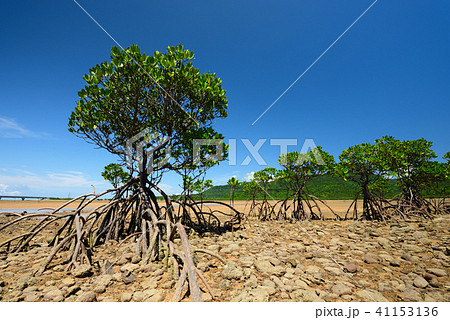 ヤエヤマヒルギ　群落　干潟　夏　イメージ　青空　マングローブ 41153136