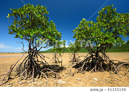ヤエヤマヒルギ マングローブ イメージ 青空 快晴 夏 干潟 ヤエヤマヒルギ マングローブ イメージ 青空 快晴 夏 干潟 41153139