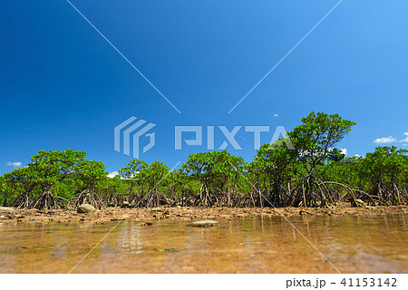 ヤエヤマヒルギ　マングローブ　青空　快晴　群落　河口　干潟　夏　イメージ 41153142
