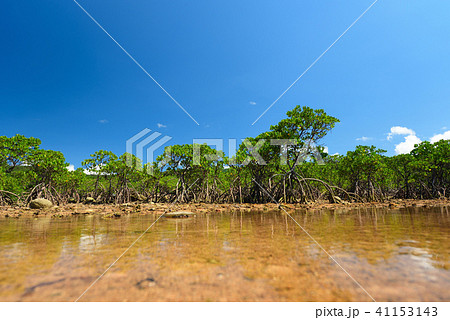 ヤエヤマヒルギ　マングローブ　河口　イメージ　干潟　青空 41153143