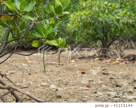ヤエヤマヒルギ 胎生種子 種 クローズアップ 葉 ヤエヤマヒルギ 胎生種子 種 クローズアップ 葉 41153144