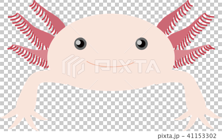 ウーパールーパー 41153302