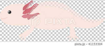 ウーパールーパー ウーパールーパー 41153304