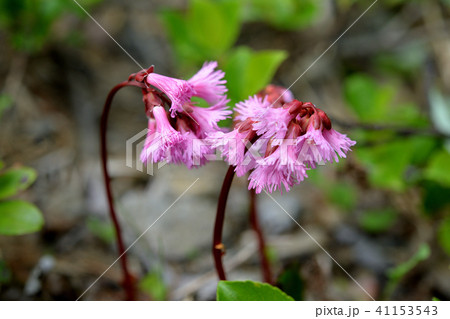 イワカガミ イワカガミ 41153543