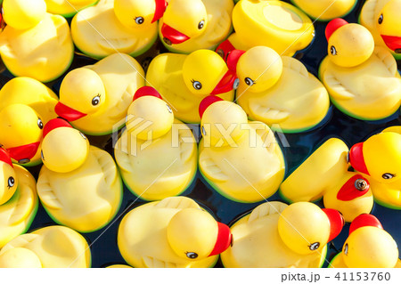 rubber duck in pool 41153760