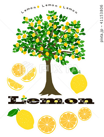 レモンの木のイラスト素材