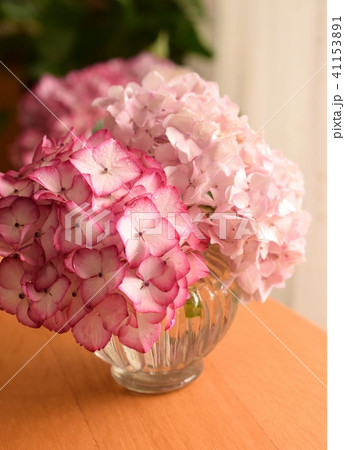 花瓶に入れた美しいピンクの紫陽花の花 インテリアの写真素材