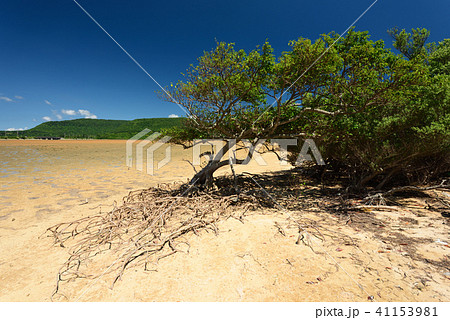 ヒルギモドキ　干潟　マングローブ　青空　匍匐根 41153981
