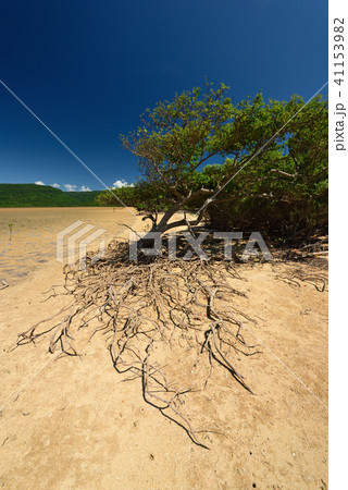 ヒルギモドキ 縦構図 マングローブ 干潟 青空 ヒルギモドキ 縦構図 マングローブ 干潟 青空 41153982