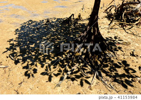 オヒルギ マングローブの葉の影 オヒルギ マングローブの葉の影 41153984