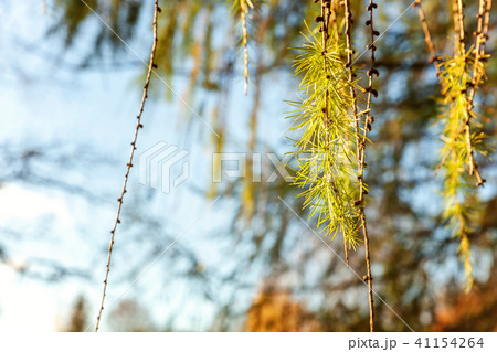 larch cones and branch 41154264