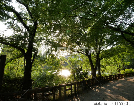 夕暮れ時の池のほとり 41155239