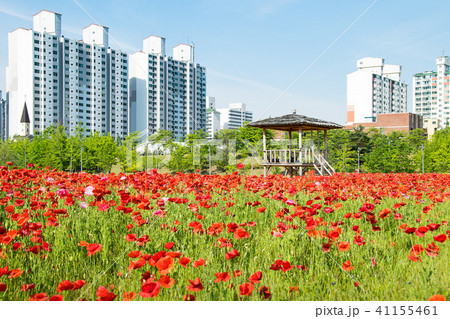 ケシ 赤 建物 41155461