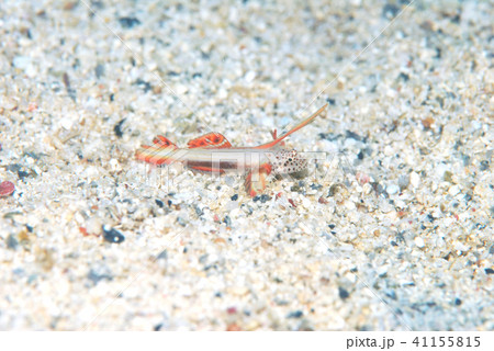 ホムラハゼ 沖縄の海 ホムラハゼ 沖縄の海 41155815