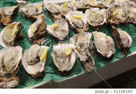 京都 舞鶴の取れ立ての牡蠣 京都 舞鶴の取れ立ての牡蠣 41156195