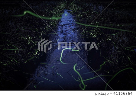 乱舞する蛍 乱舞する蛍 41156364