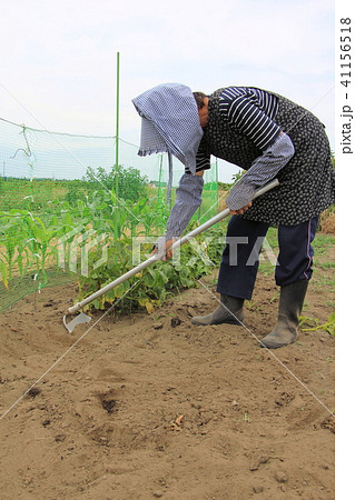農作業をするシニア 41156518