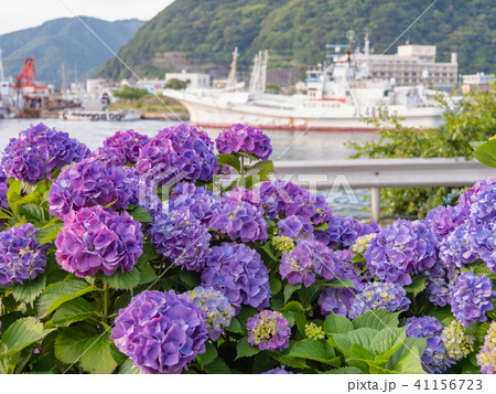 静岡県 下田市 紫陽花 41156723