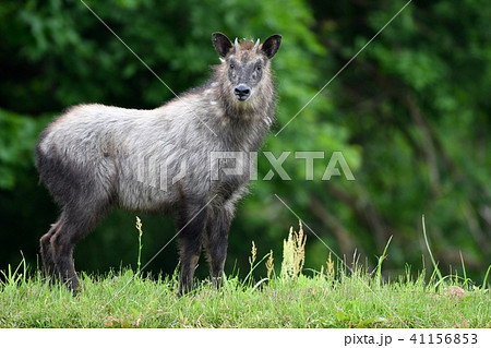 新緑とカモシカ 新緑とカモシカ 41156853