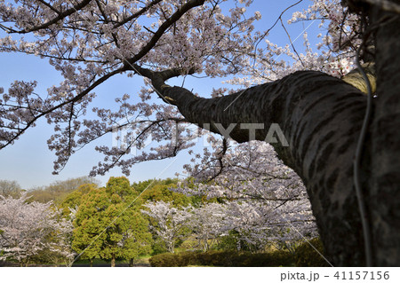 桜 桜 41157156