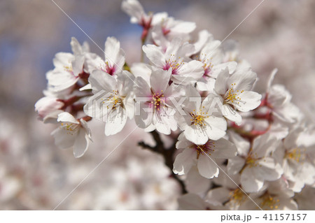 桜 41157157
