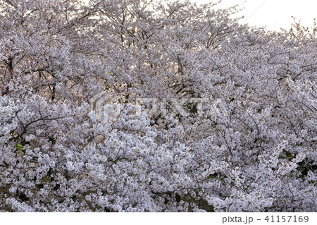 桜 桜 41157169