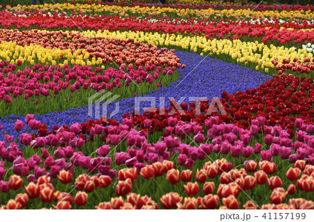 チューリップ畑 41157199