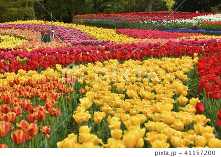 チューリップ畑 チューリップ畑 41157200