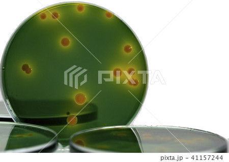 microbiologist hand cultivating a petri dish microbiologist hand cultivating a petri dish 41157244