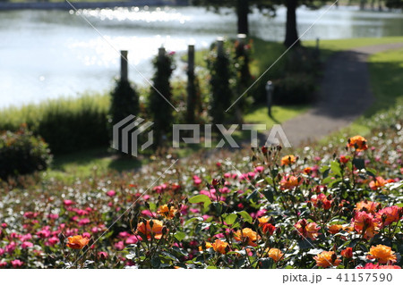 トンボ池公園のバラと池 41157590