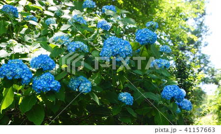 あじさいの花 和歌山県橋本市恋野 あじさいの花 和歌山県橋本市恋野 41157663