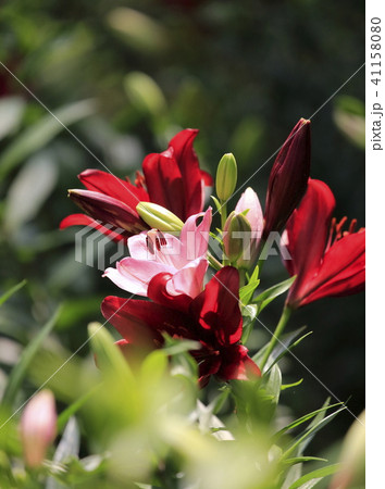 ところざわゆり園 赤いユリ ところざわゆり園 赤いユリ 41158080