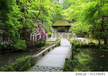 京都　初夏の法然院 41158081