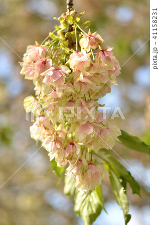 ウコンザクラ ウコンザクラ 41158231