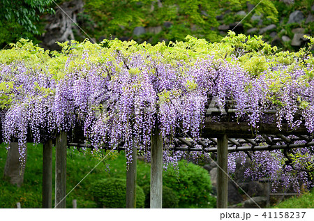 藤の花 41158237