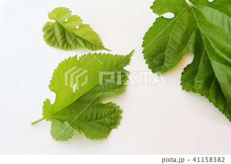 桑の葉 41158382