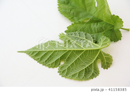 桑の葉 桑の葉 41158385