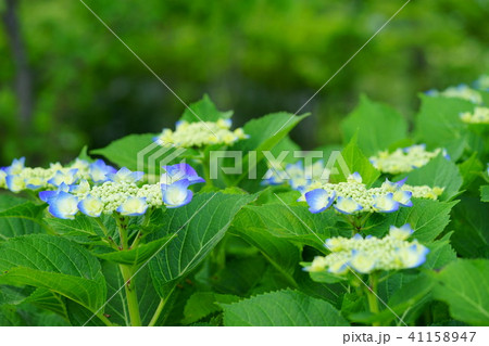 ブルーの額紫陽花１ 41158947