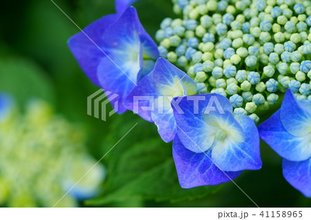 ブルーの額紫陽花９の写真素材
