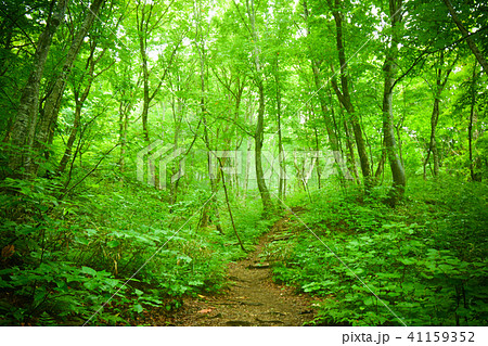 世界遺産 白神山地の森 世界遺産 白神山地の森 41159352