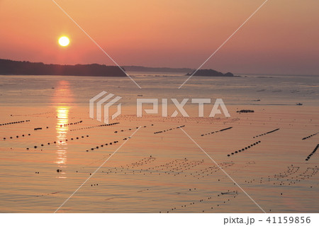 《宮城県》 南三陸 志津川湾 《宮城県》 南三陸 志津川湾 41159856