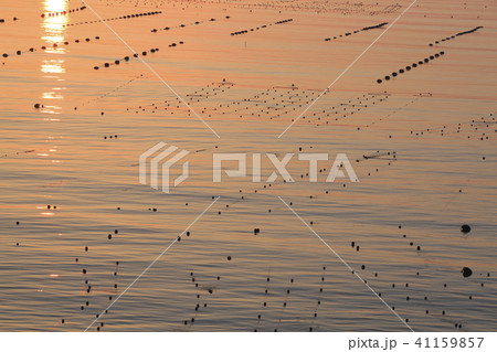 《宮城県》 南三陸 志津川湾 《宮城県》 南三陸 志津川湾 41159857