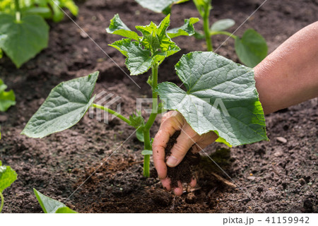 hand of a farmer giving dry horse dung fertilizer  41159942