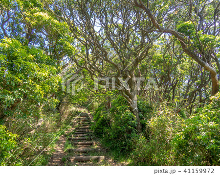 【伊豆半島】初夏の高原風景【伊豆山稜線歩道・だるま山周辺】 【伊豆半島】初夏の高原風景【伊豆山稜線歩道・だるま山周辺】 41159972