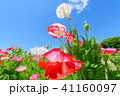 ポピー 41160097