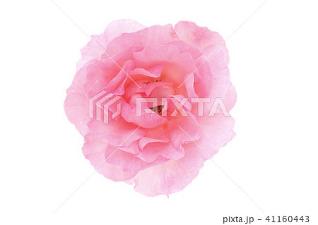 薔薇の花 41160443