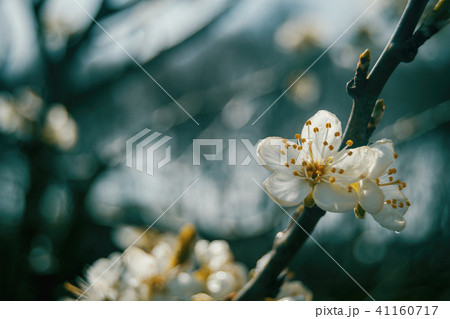 a white flower of apple tree in natural 41160717